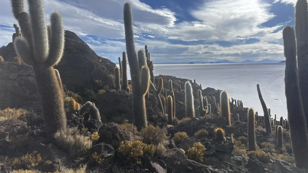 L'Isla Incahuasi couverte de cactus au milieu du Salar de Uyuni, Bolivie