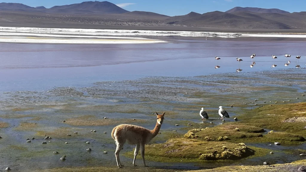La Laguna Colorada et ses flamants roses dans le Sud Lípez, Bolivie