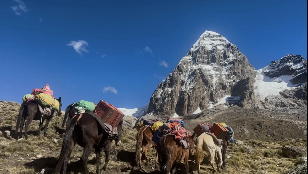 Mules portant le matériel de camping, trek Huayhuash en agence