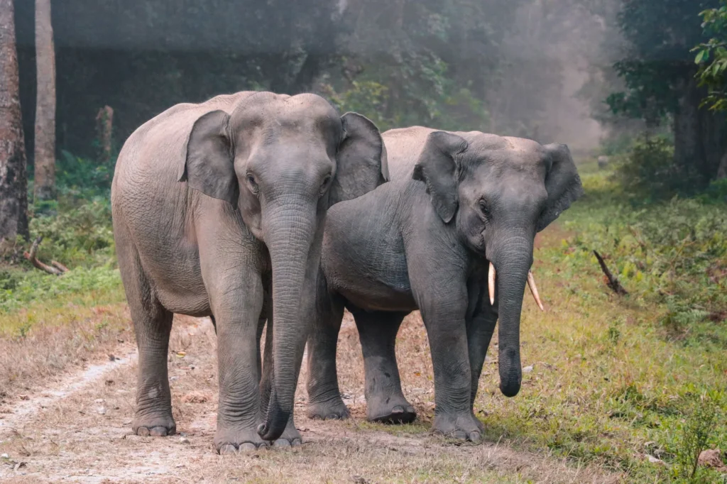 Deux éléphants d’Asie côte à côte sur un chemin de terre en forêt, dans la brume du matin