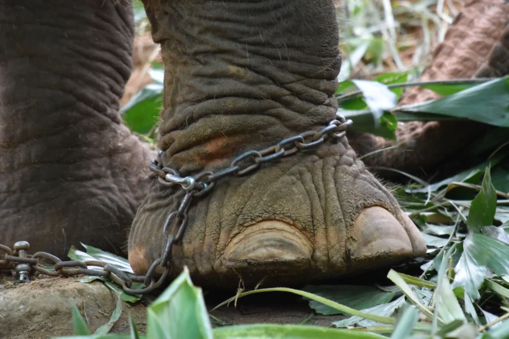 Gros plan sur la patte d’un éléphant d’Asie entourée d’une chaîne en métal