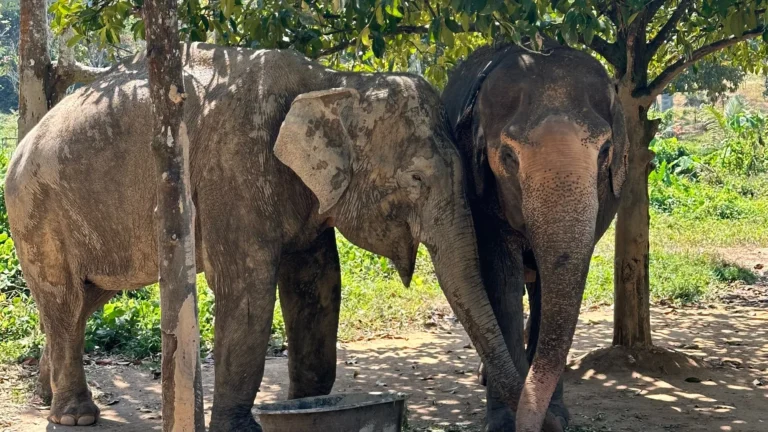 L&rsquo;enfer des éléphants en Asie : comment savoir si un tour est responsable
