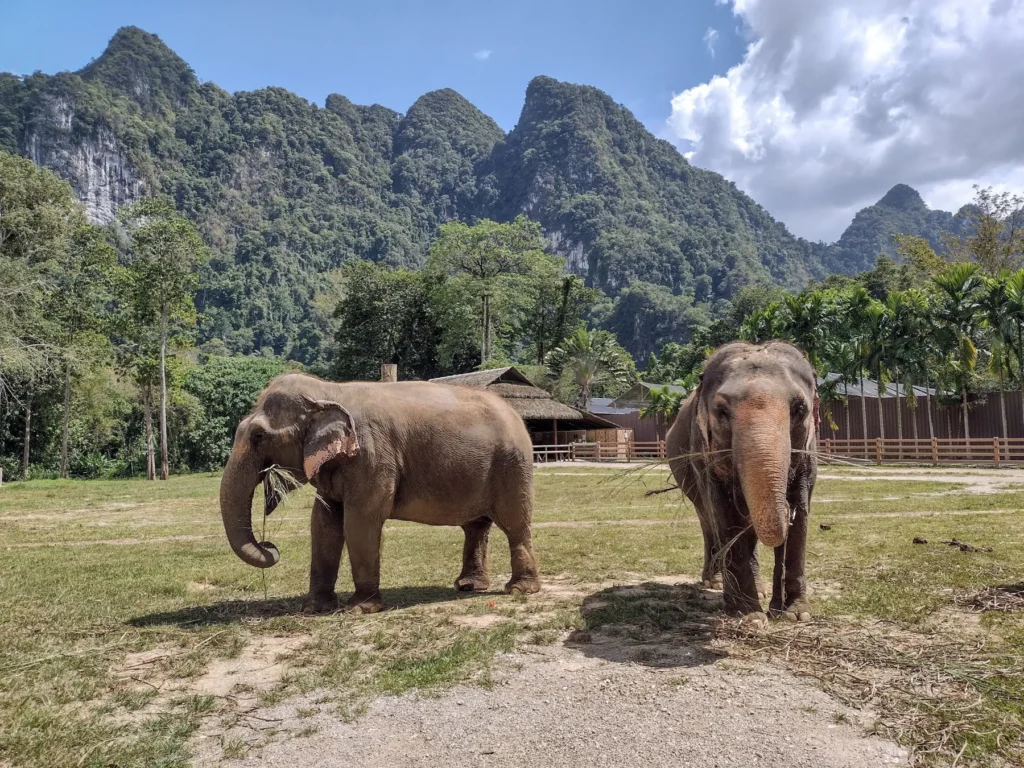 Deux éléphants d’Asie broutant dans un sanctuaire en Thaïlande, avec des montagnes boisées en arrière-plan